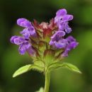 Self-heal