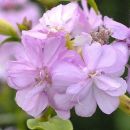 Soapwort