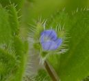 Speedwell, Ivy-leaved
