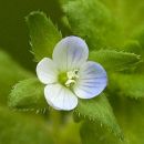 Field-speedwell, Green