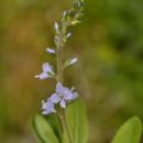 Speedwell, Heath