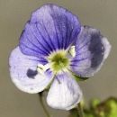 Speedwell, Slender