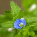 Speedwell, Wall