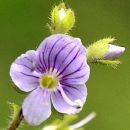 Speedwell, Wood