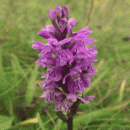 Spotted-orchid, Hebridean