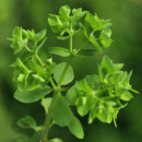 Spurge, Petty
