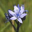 Squill, Spring