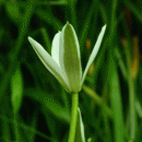 Star-of-Bethlehem