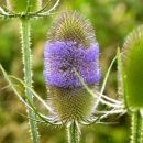 Teasel, Wild