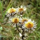 Thistle, Carline