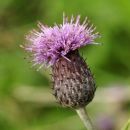 Thistle, Creeping