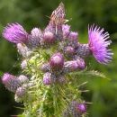 Thistle, Marsh