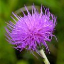 Thistle, Meadow