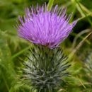 Thistle, Spear