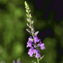 Toadflax, Purple
