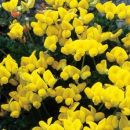 Bird's-foot-trefoil, Common