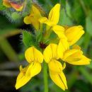 Bird's-foot-trefoil, Greater
