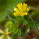 Trefoil, Lesser