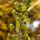 Twayblade, Common