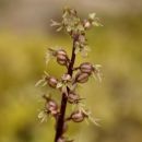 Twayblade, Lesser