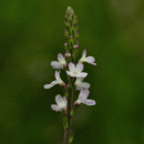 Vervain