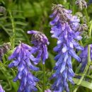 Vetch, Tufted