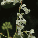 Russian-vine
