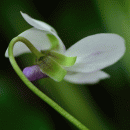 Violet, Sweet
