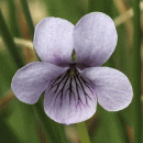 Violet, Marsh
