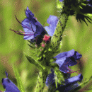 Viper's-bugloss