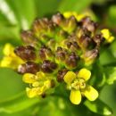 Winter-cress, Medium-flowered