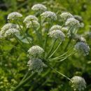 Water-dropwort, Hemlock