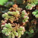 Fern, Water
