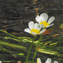 Water-crowfoot, Stream