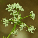 Water-parsnip, Lesser