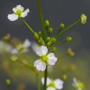 Water-plantain