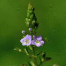 Water-speedwell, Blue
