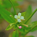 Willowherb, Pale