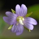 Willowherb, Short-fruited