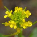 Winter-cress