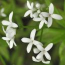 Woodruff