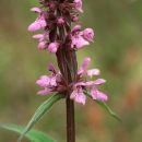 Woundwort, Hedge