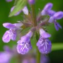 Woundwort, Marsh