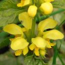 Archangel, Garden Yellow