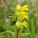 Yellow-rattle