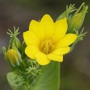 Yellow-wort