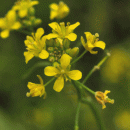 Yellow-cress, Creeping