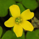 Yellow-sorrel, Procumbent
