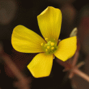 Yellow-sorrel, Purple-leaved