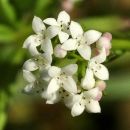 Marsh-bedstraw, Common